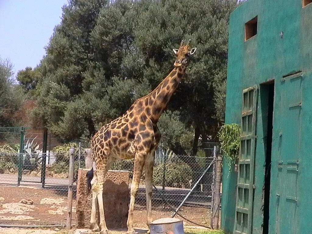 Safari Zoo Mallorca – Foto 3