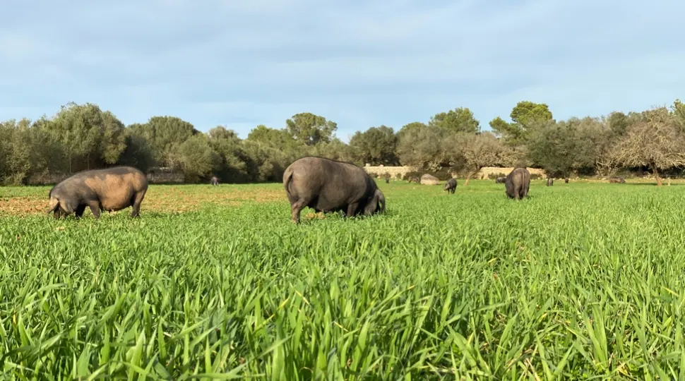 Rancho Grande Park – Foto 4