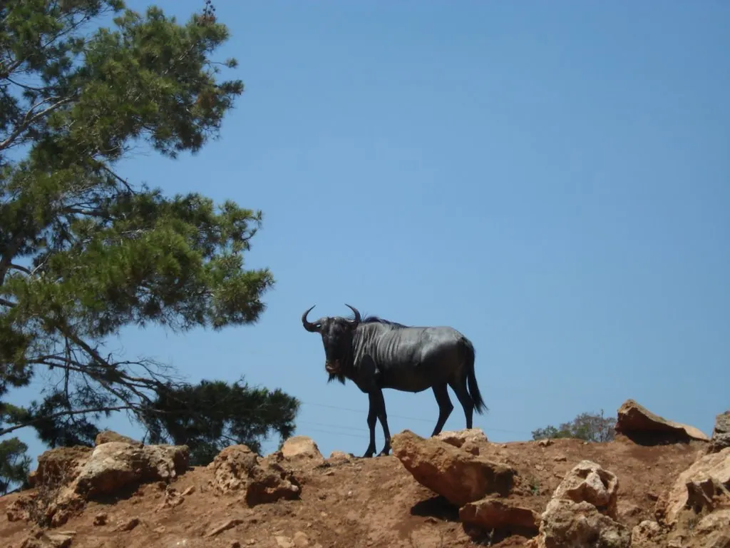 Safari Zoo Mallorca – Foto 5