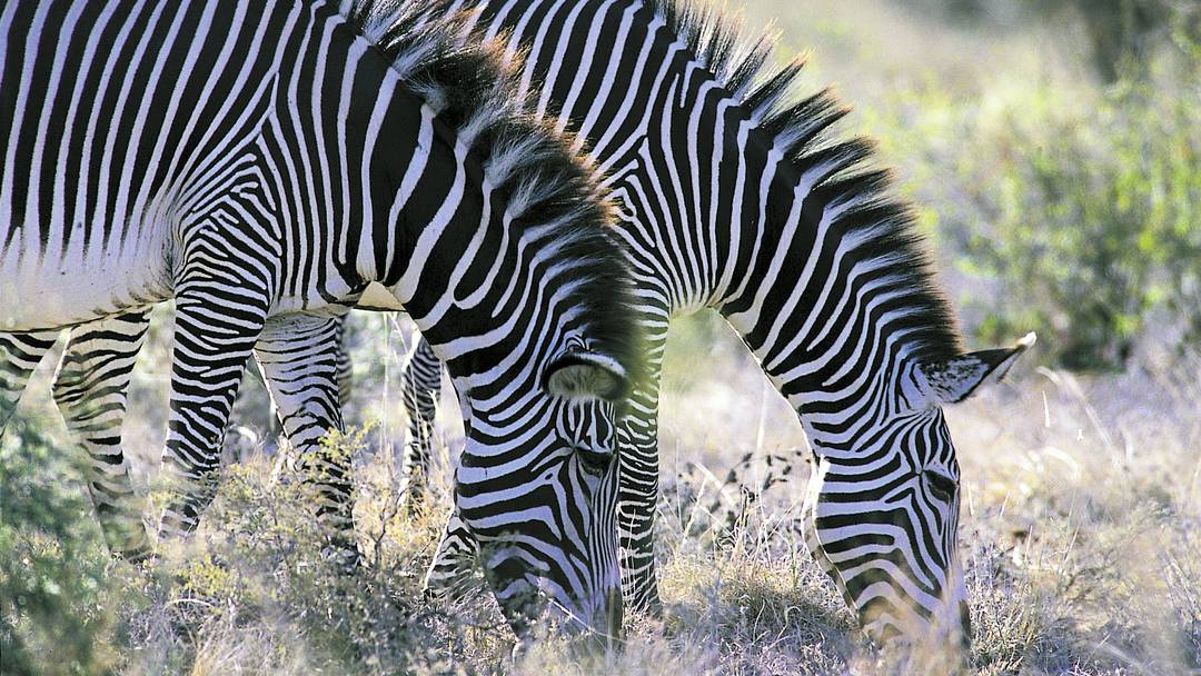 Safari Zoo Mallorca – Foto 1