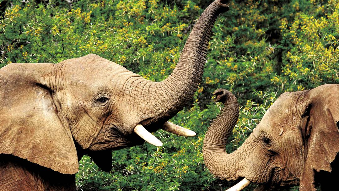 Safari Zoo Mallorca – Foto 6