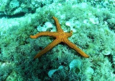 Big Blue Diving Mallorca - PADI / SSI Platinum Dive Resort – Foto 1