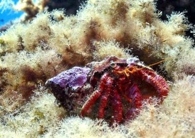 Big Blue Diving Mallorca - PADI / SSI Platinum Dive Resort – Foto 2