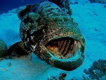 Big Blue Diving Mallorca - PADI / SSI Platinum Dive Resort – Foto 3
