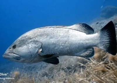 Big Blue Diving Mallorca - PADI / SSI Platinum Dive Resort – Foto 4
