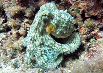 Big Blue Diving Mallorca - PADI / SSI Platinum Dive Resort – Foto 5