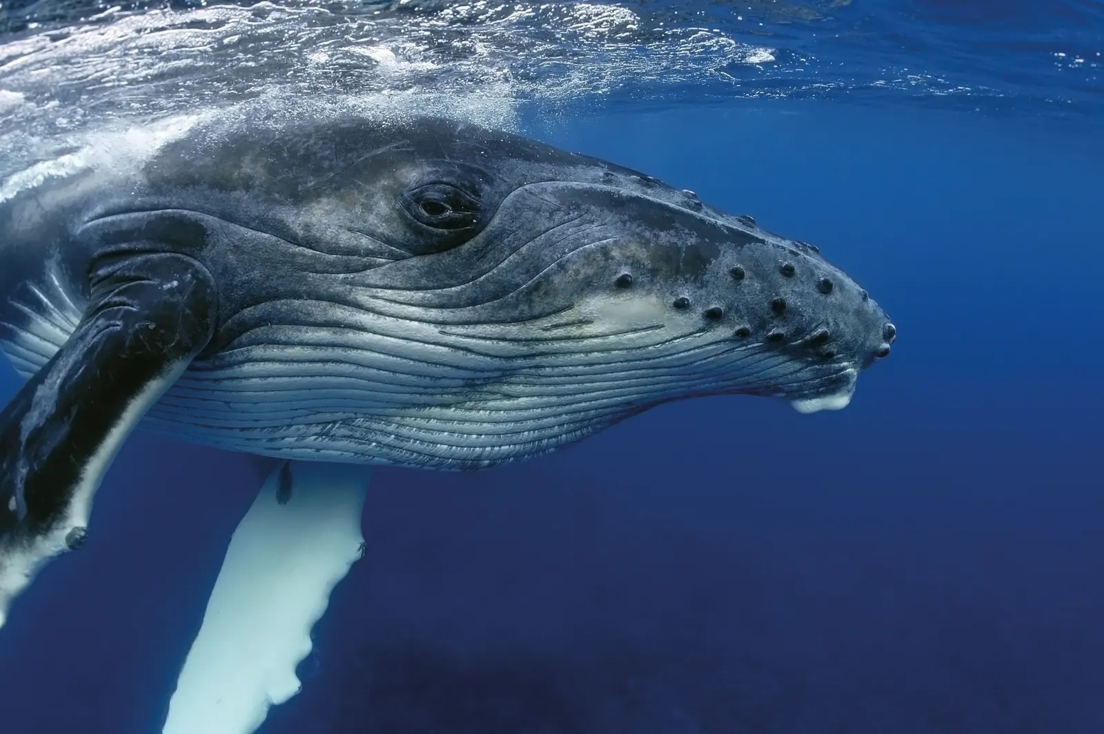 Palma Aquarium – Foto 6