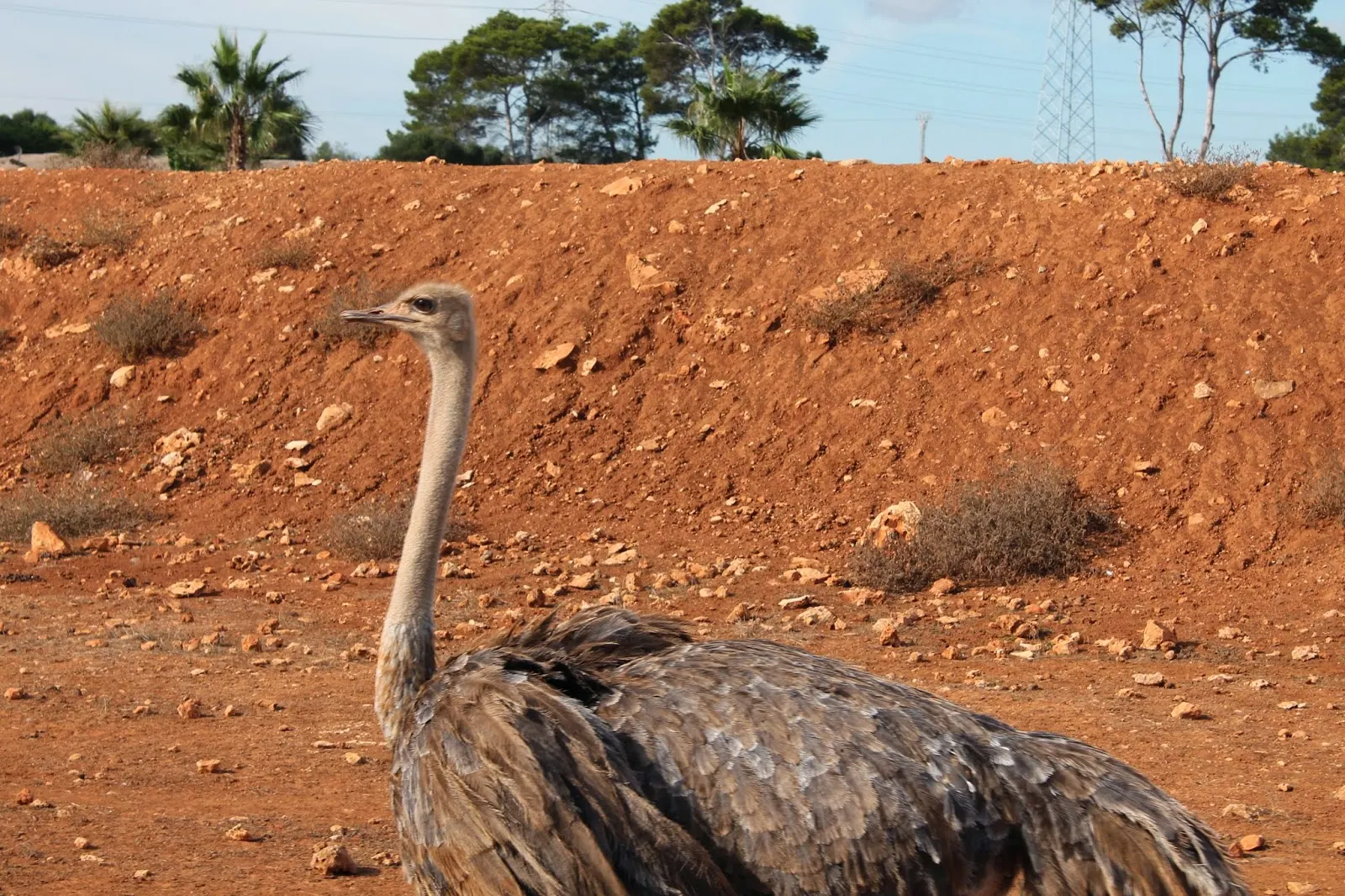 Safari Zoo Mallorca – Foto 4