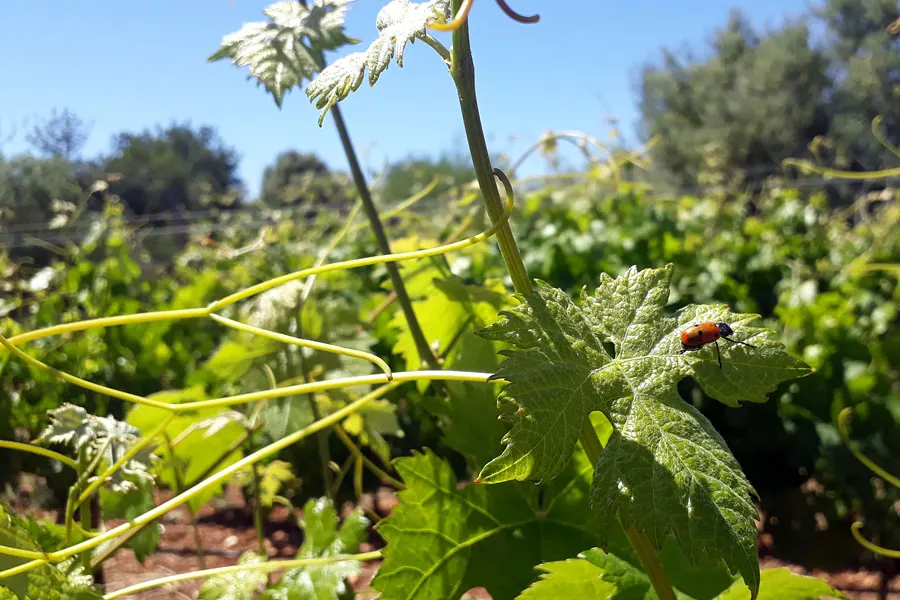 VINO DE LA ISLA – Foto 2