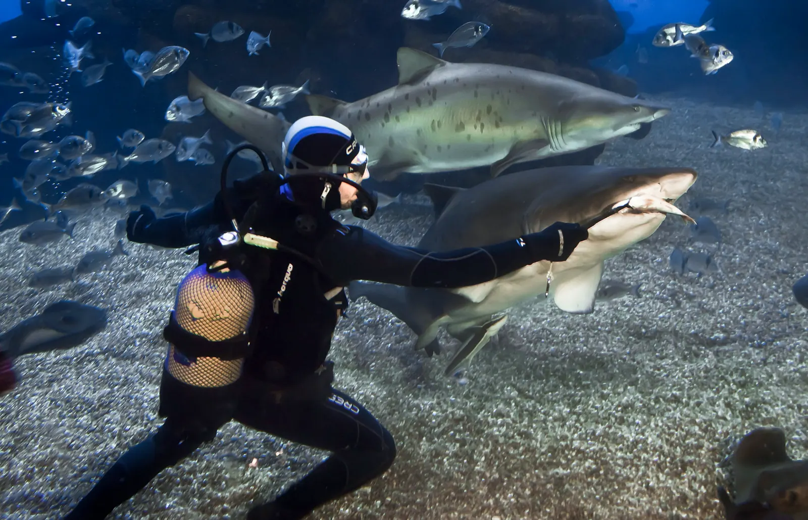 Palma Aquarium – Foto 1