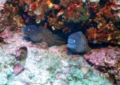 Big Blue Diving Mallorca - PADI / SSI Platinum Dive Resort – Foto 6