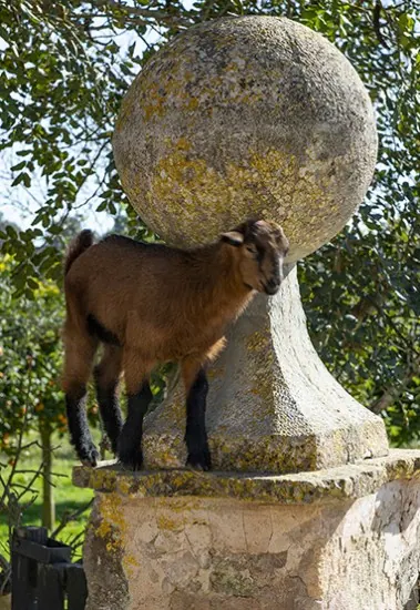 Els Calderers Herrschaftliches Landgut - Museumsfinca – Foto 5
